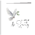 Sympathy - Dove With Acacia